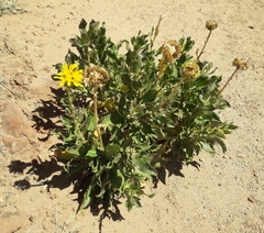 Grindelia chiloensis