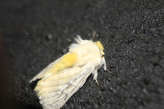 Repnoa