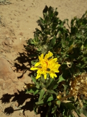 Grindelia chiloensis