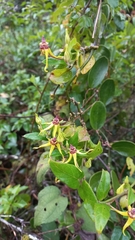 Oxypetalum banksii