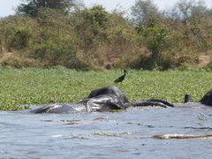 Anastomus lamelligerus