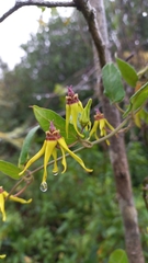 Oxypetalum banksii