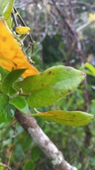 Oxypetalum banksii
