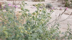 Dicoria canescens