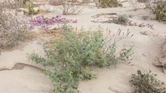 Dicoria canescens