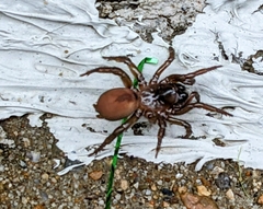 Antrodiaetus unicolor