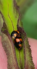 Brachiacantha ursina