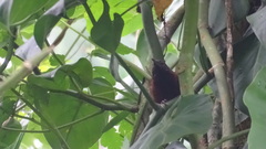Pheugopedius atrogularis