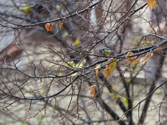 Cyanistes caeruleus
