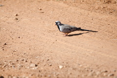 Oena capensis capensis