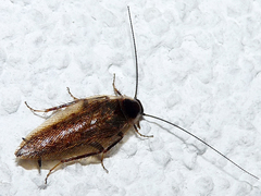 Ectobius erythronotus