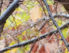 Phylloscopus collybita