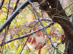 Phylloscopus collybita