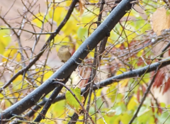 Phylloscopus collybita