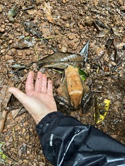 Leptodactylus pentadactylus