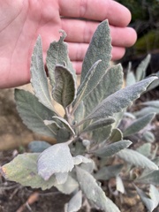 Eriodictyon traskiae