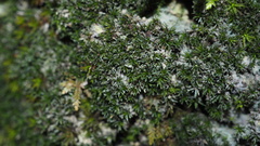 Eucladium verticillatum