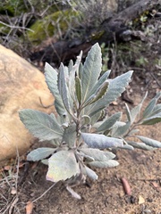 Eriodictyon traskiae