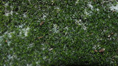 Eucladium verticillatum