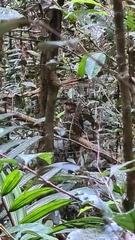 Scenopoeetes dentirostris