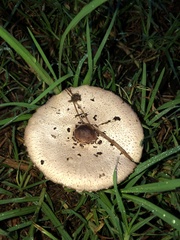 Chlorophyllum molybdites