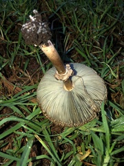 Chlorophyllum molybdites