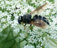 Stratiomys badia