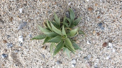 Stillingia spinulosa