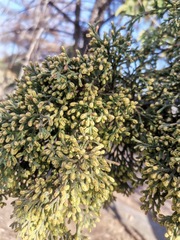 Cupressus lusitanica