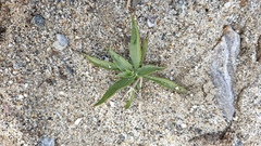 Stillingia spinulosa