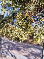 Cupressus lusitanica