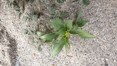 Stillingia spinulosa