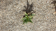 Stillingia spinulosa