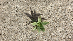 Stillingia spinulosa