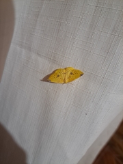 Perusia aurantiacaria