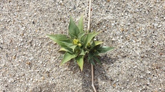 Stillingia spinulosa