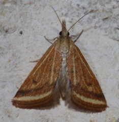 Microtheoris ophionalis