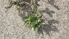 Stillingia spinulosa