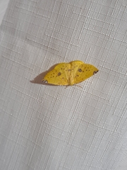 Perusia aurantiacaria