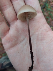 Mycena purpureofusca