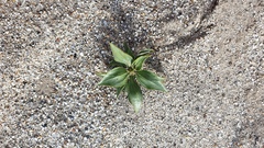 Stillingia spinulosa