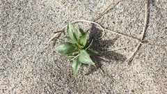 Stillingia spinulosa