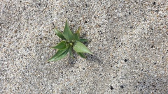 Stillingia spinulosa