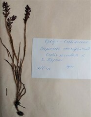 Anacamptis coriophora