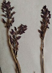 Anacamptis coriophora
