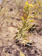 Eysenhardtia polystachya