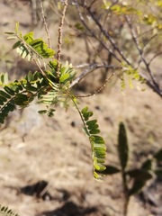 Eysenhardtia polystachya