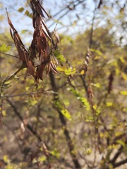 Eysenhardtia polystachya