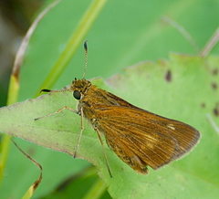 Euphyes conspicua
