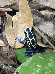 Dendrobates tinctorius